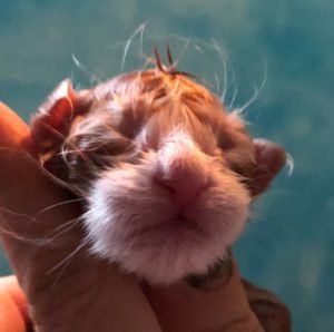 KIT NASCITA CUCCIOLI BYALDINO 3byaldino articoli per allevatori gattino