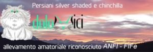 aldini 16