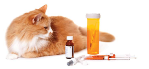 il diabete nel gatto 3