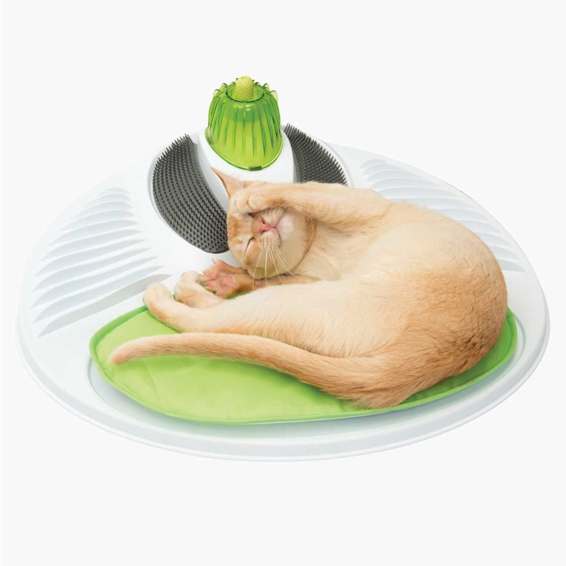 cat it wellness center
