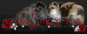 maremma