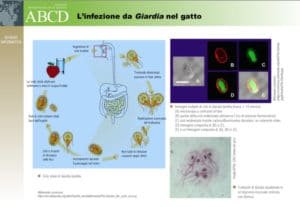 L'infezione da Giardia nel gatto 3byaldino articoli per allevatori giardia