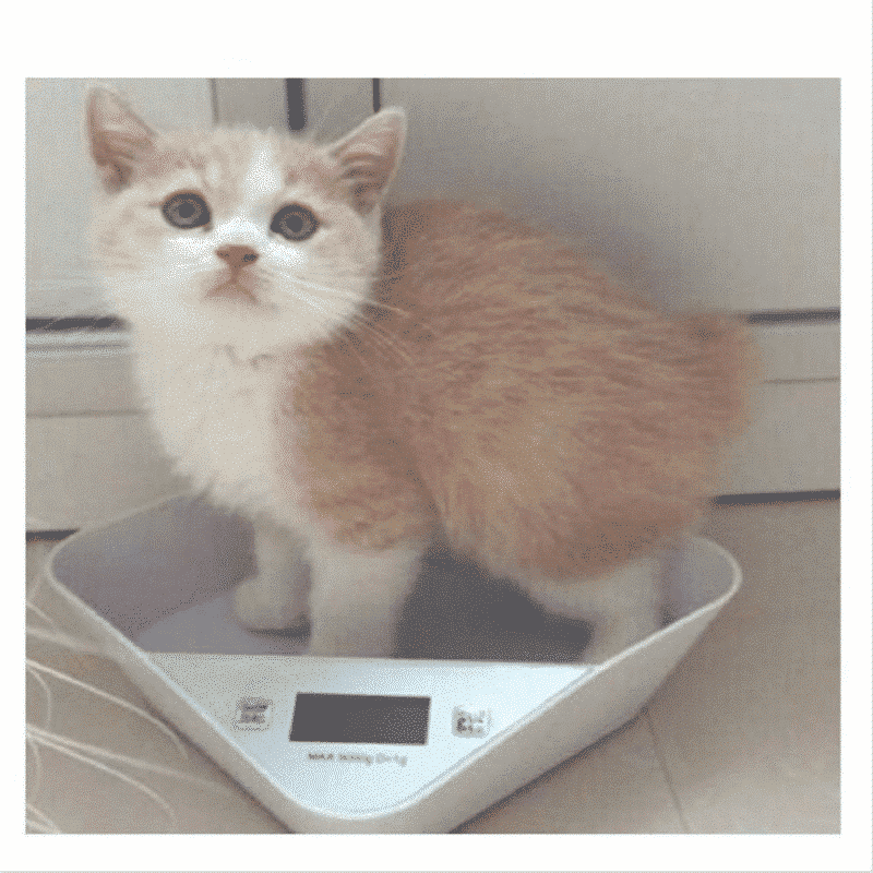 BILANCIA PER CUCCIOLI - gatti, cani, ricci 4byaldino articoli per allevatori bilancia cuccioli