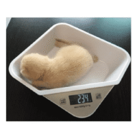 BILANCIA PER CUCCIOLI - gatti, cani, ricci
