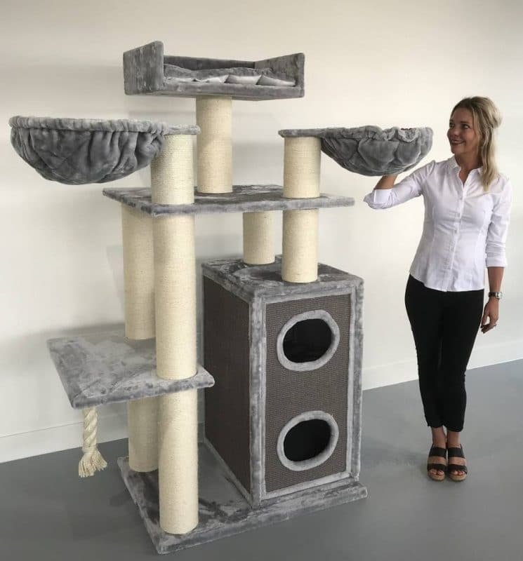 cat paradise