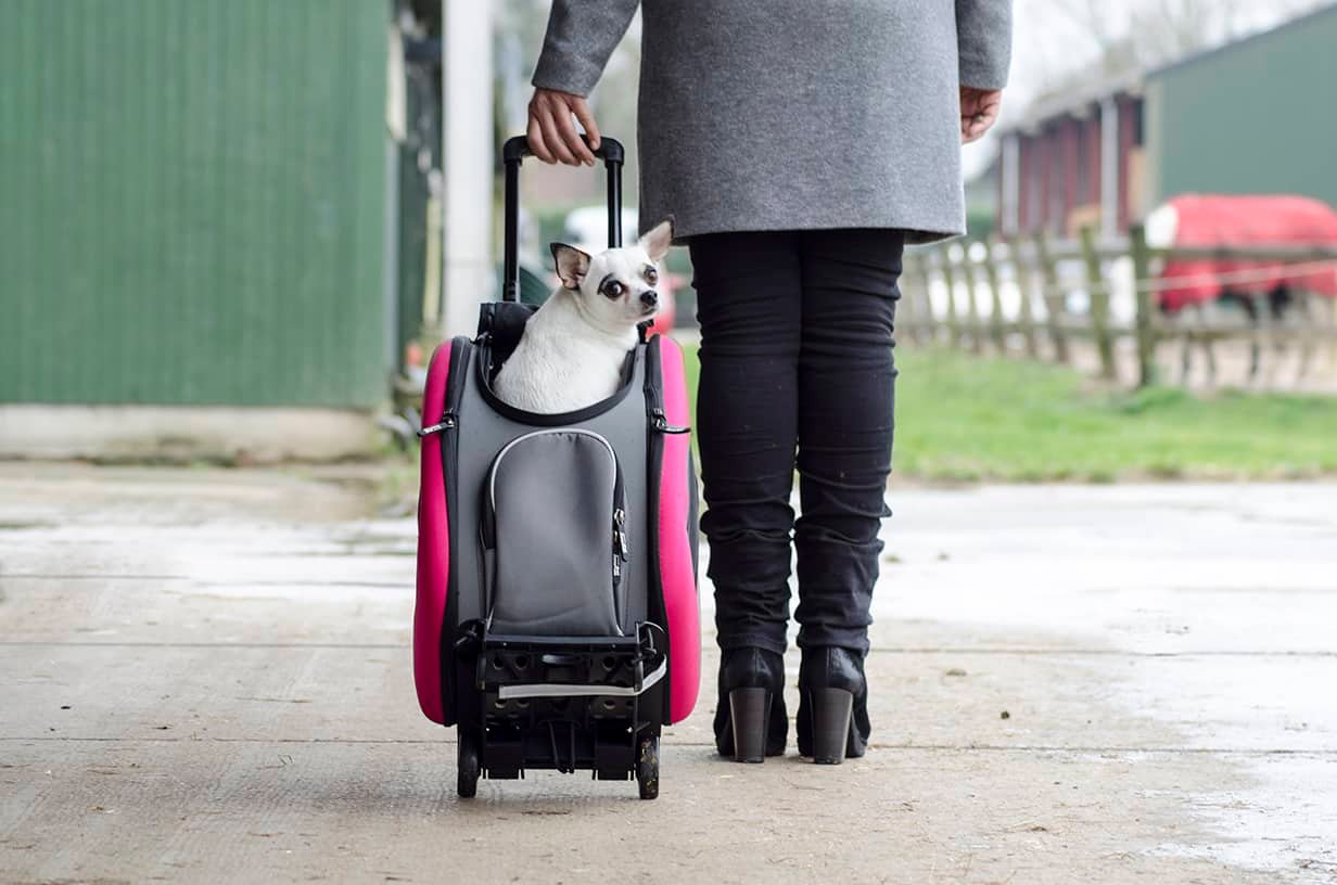 Passeggino Innopet IPS-020 | 5 in 1 per gatti e cani 3byaldino articoli per allevatori Passeggino Innopet IPS-020 | 5 in 1 per gatti e cani - immagine 3
