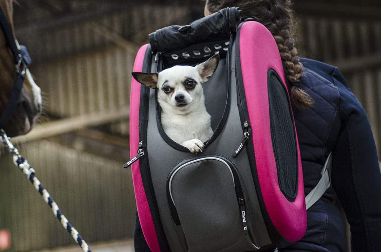 Passeggino Innopet IPS-020 | 5 in 1 per gatti e cani 4byaldino articoli per allevatori Passeggino Innopet IPS-020 | 5 in 1 per gatti e cani - immagine 4