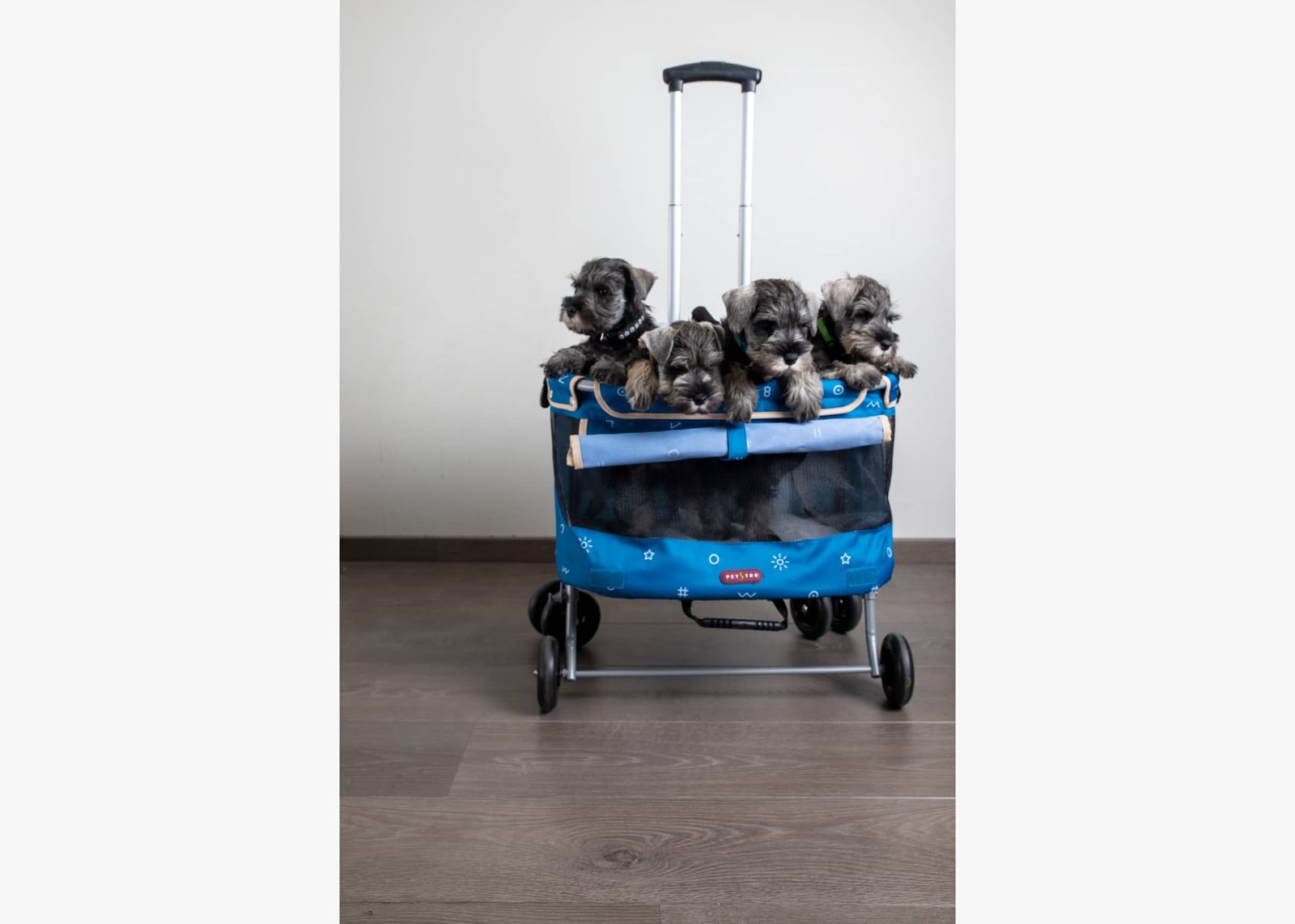 Petstro Mini Buggy Blue 2byaldino articoli per allevatori PhpKipbOs