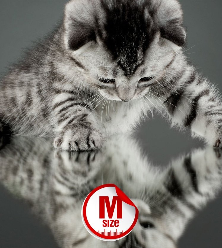 PartoM Cat