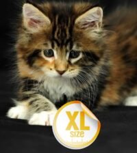 KIT PARTO BYALDINO XLARGE per cuccioli