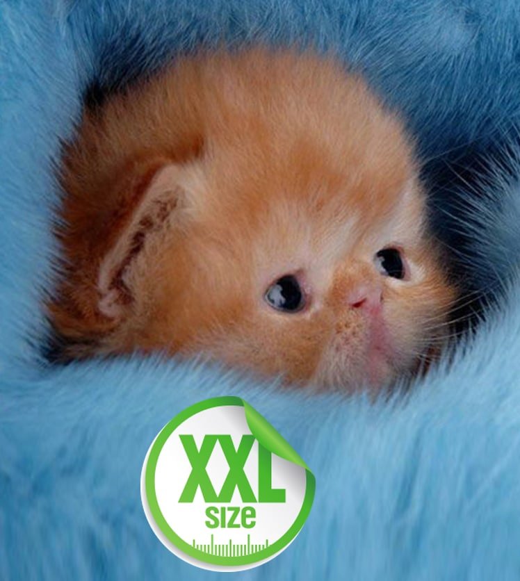 PartoXXL Cat