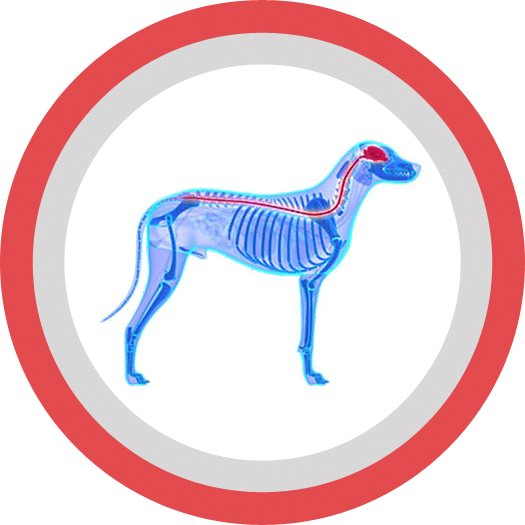 relaxopet PRO CANE v. 2022 1