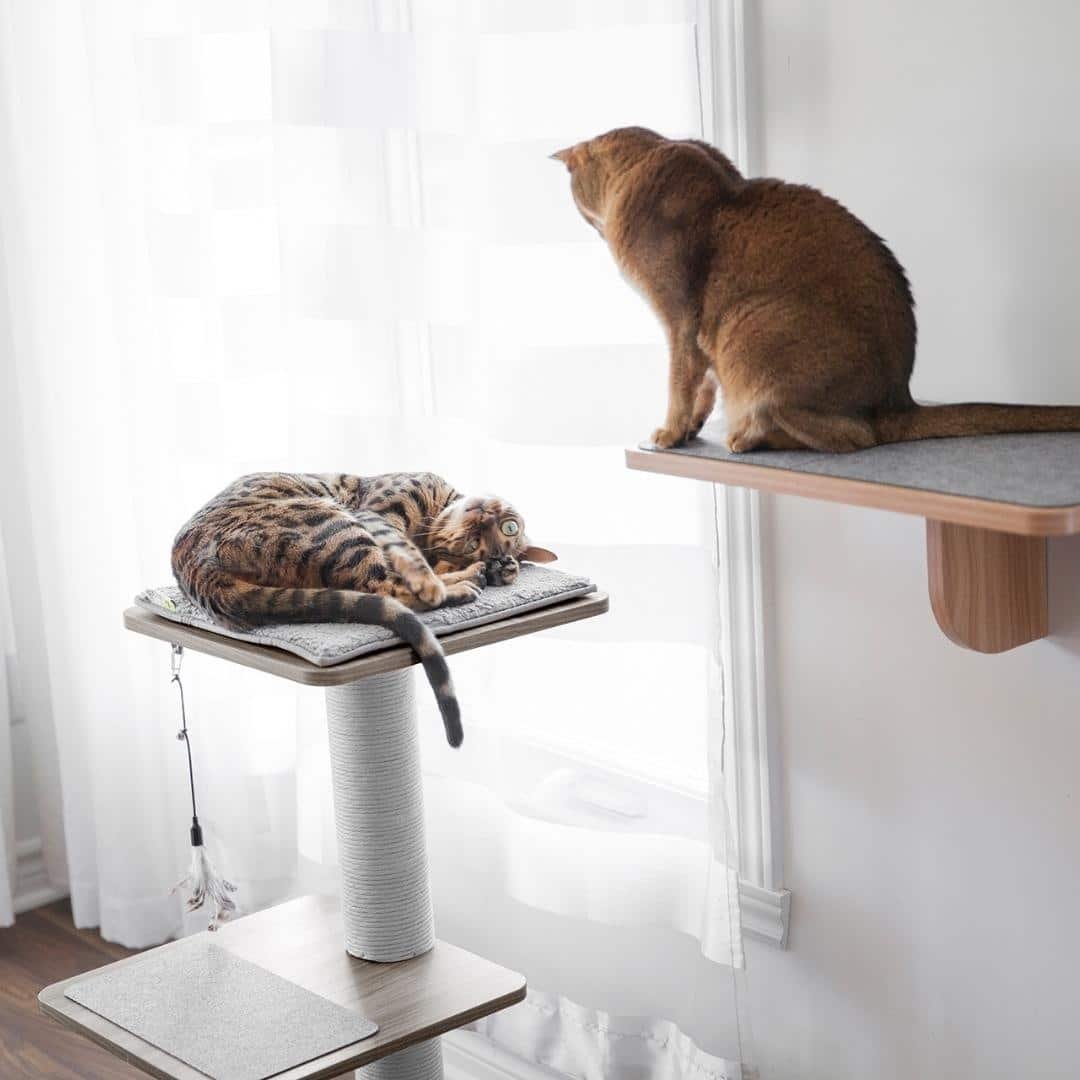 BeOneBreed Katt3EVO Classic 6byaldino articoli per allevatori BeOneBreed Katt3EVO Classic - immagine 6