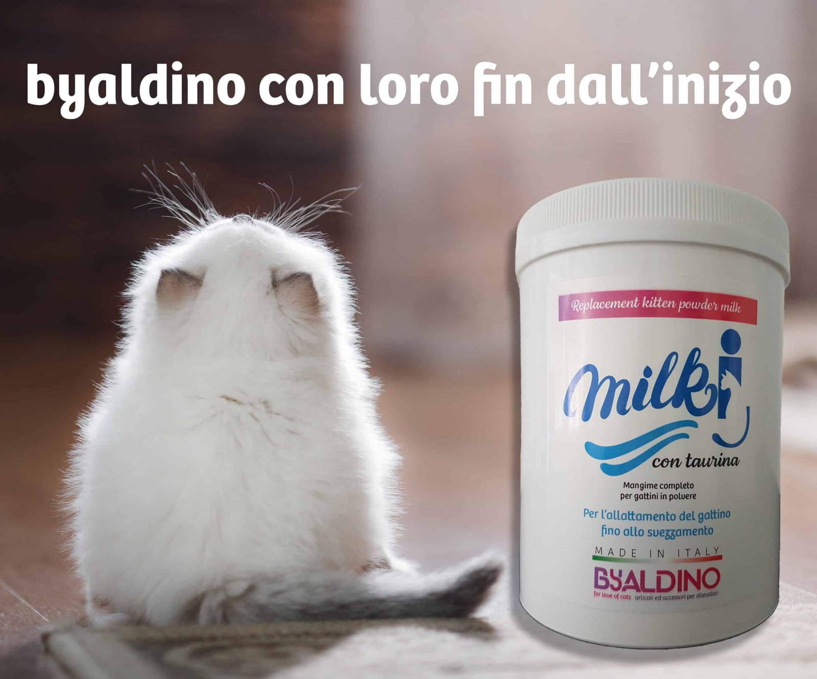 articoli per gatti, sito per allevatori - onlus e toelettature 2