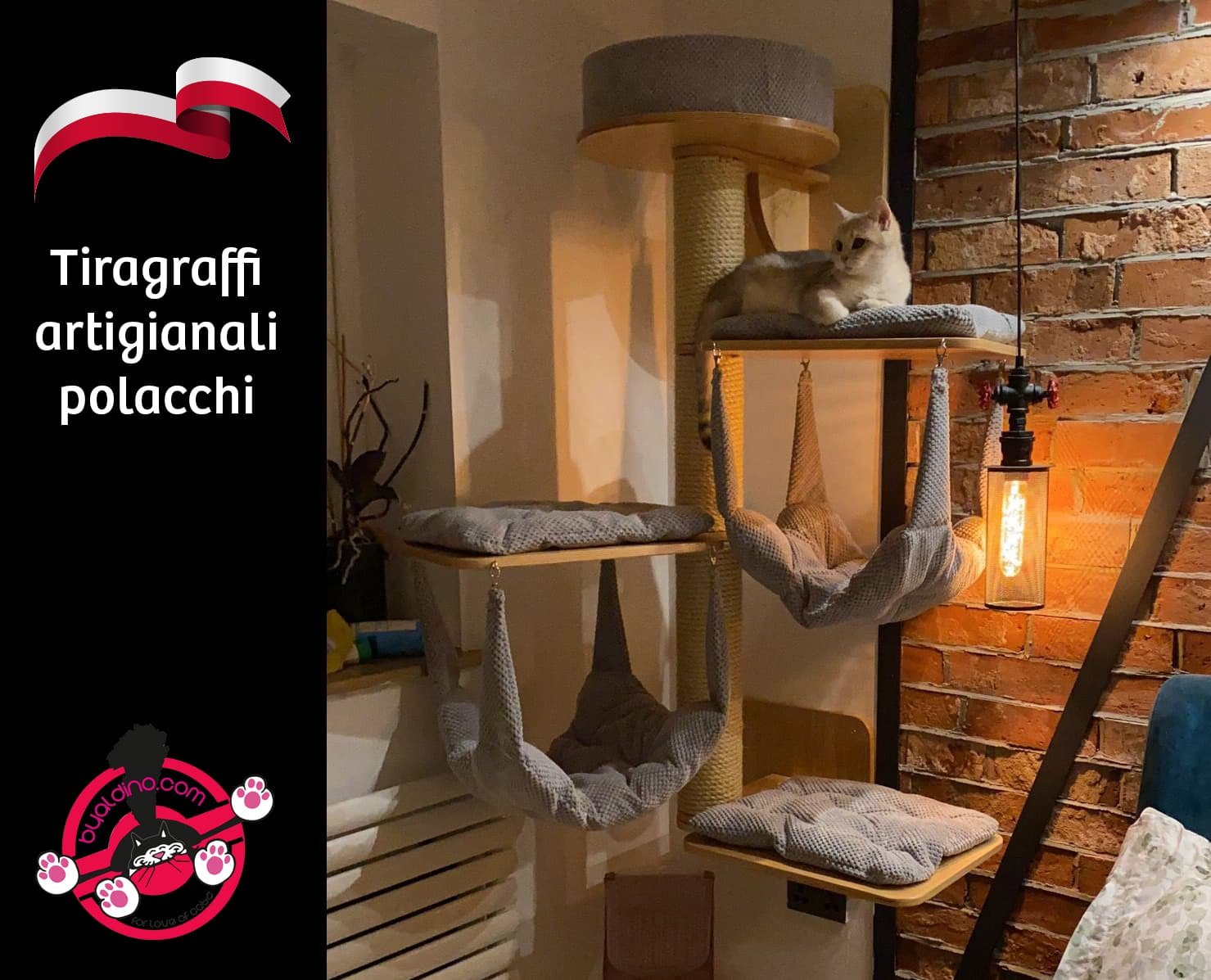 articoli per gatti, sito per allevatori - onlus e toelettature 3