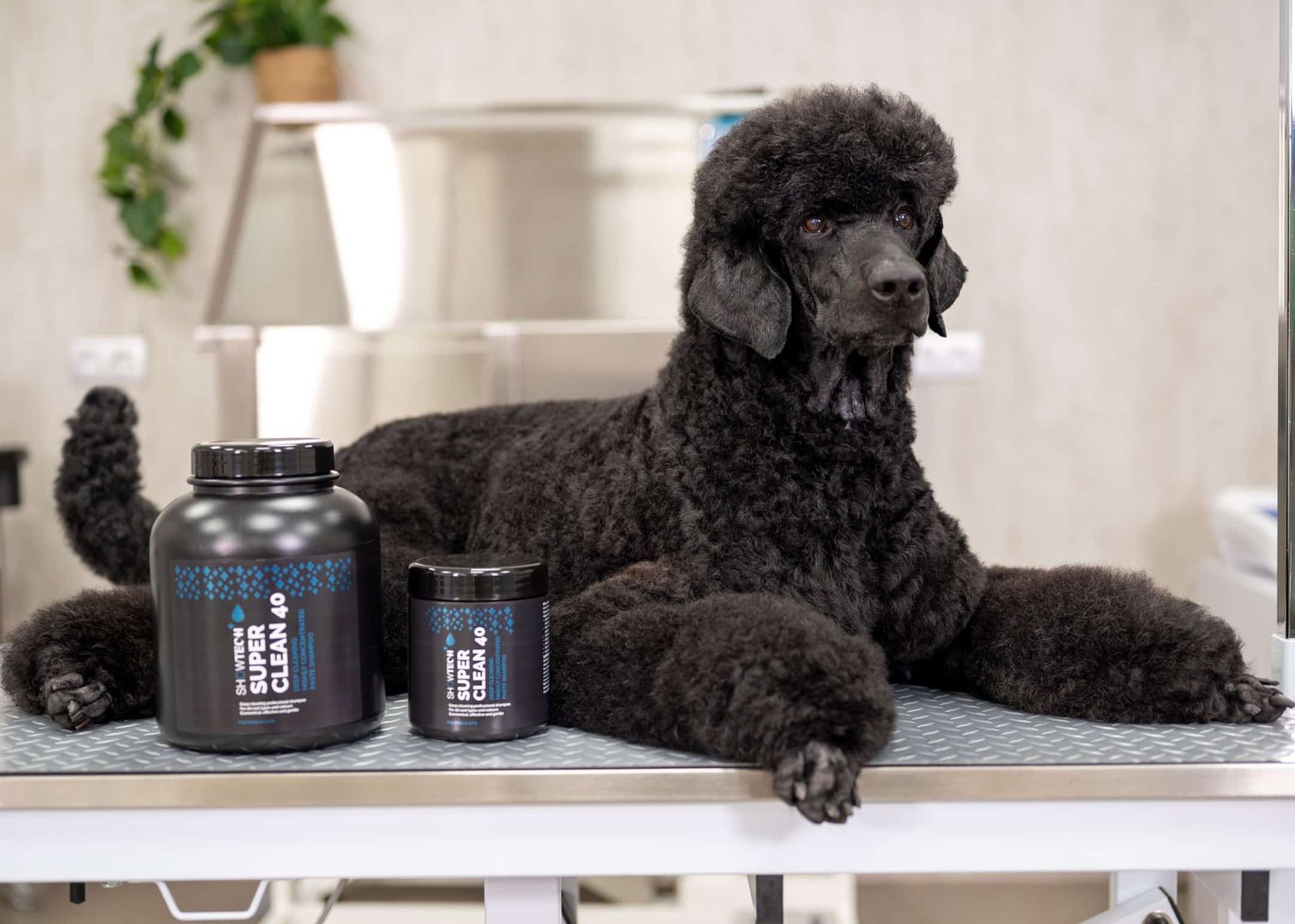 Show Tech+ Super Clean 40 Shampoo 1 L 2byaldino articoli per allevatori Show Tech+ Super Clean 40 Shampoo 1 L - immagine 2