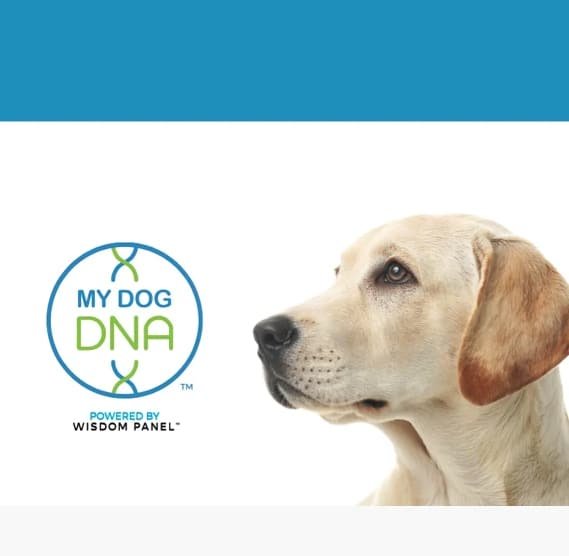 My dog DNA 1byaldino articoli per allevatori My dog DNA