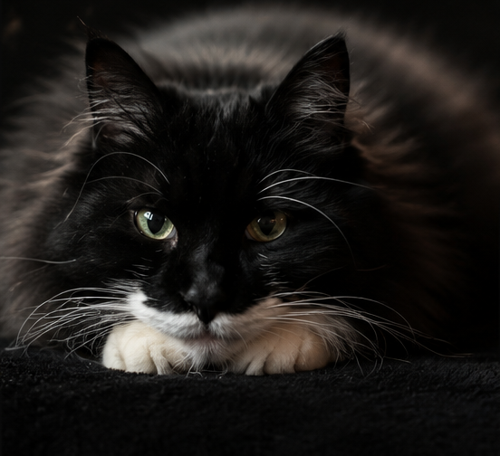 prodotti per allevatori di gatti e cani